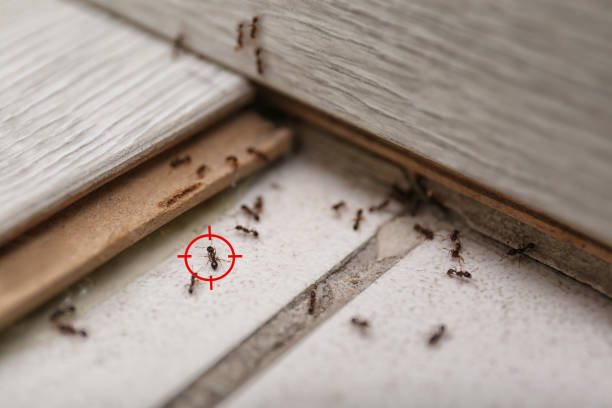 Best Pest Control for Businesses  in Mans, CO