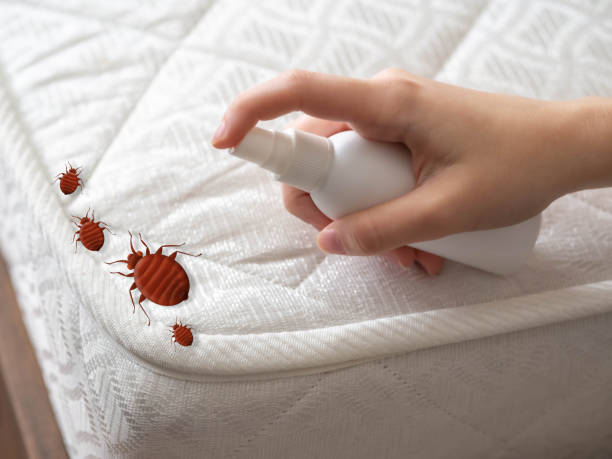 Flea Control Services in Mancos, CO
