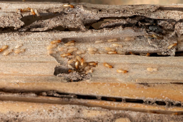 Best Emergency Pest Control  in Mans, CO